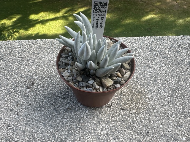 Senecio haworthii 