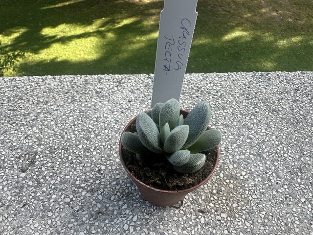 Crassula tecta 