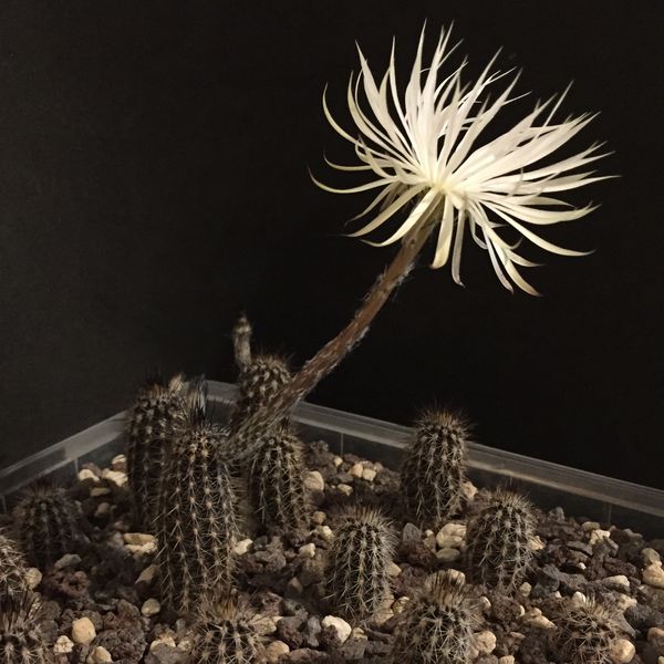 Setiechinopsis mirabilis HU1745