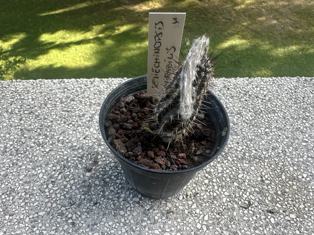 Setiechinopsis mirabilis 