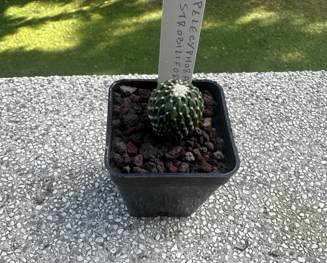 Pelecyphora strobiliformis 