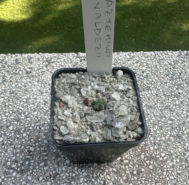Aztekium valdezii 