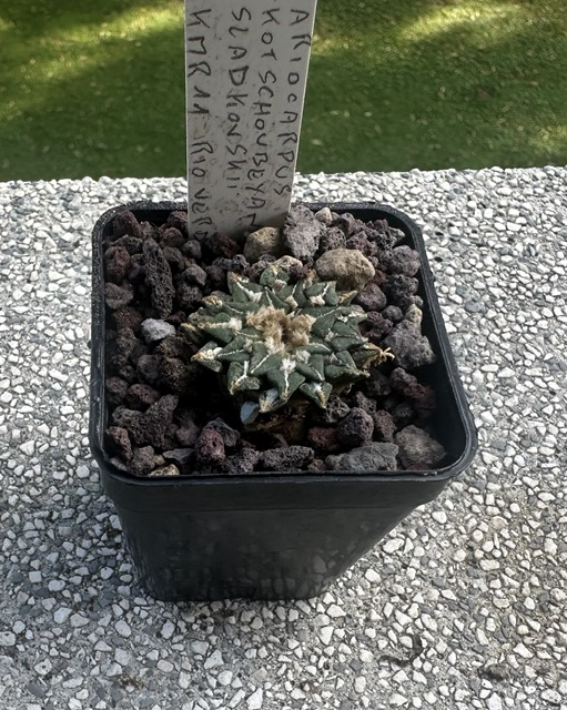 Ariocarpus kotschoubeyanus ssp. sladkovskyi KMR 11