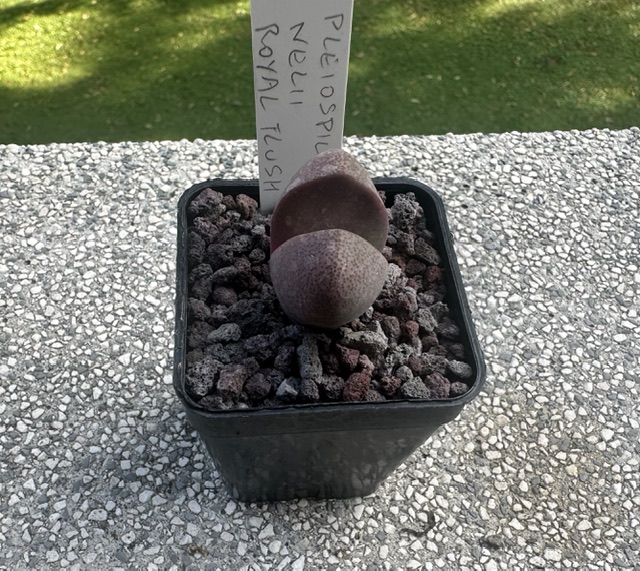 Pleiospilos nelii cv. royal flush 