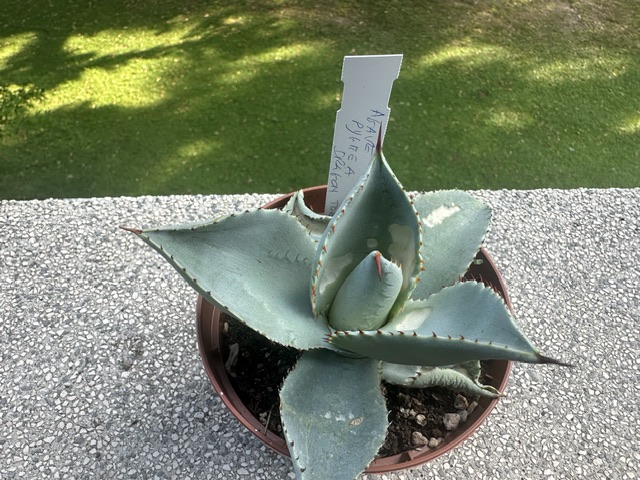 agave pygmae cv. dragon toes