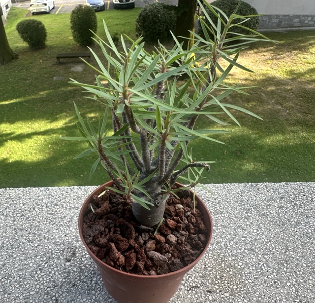 Euphorbia balsamifera 