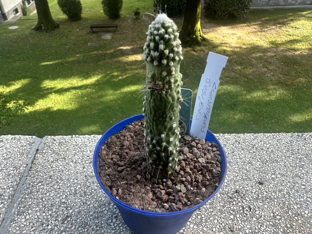 Cleistocactus jujuyensis f. mostruosa 