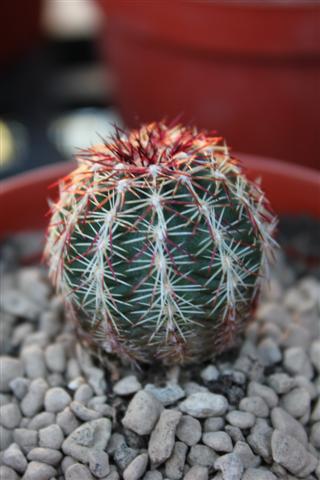 Echinocereus  chloranthus v. cylindricus 