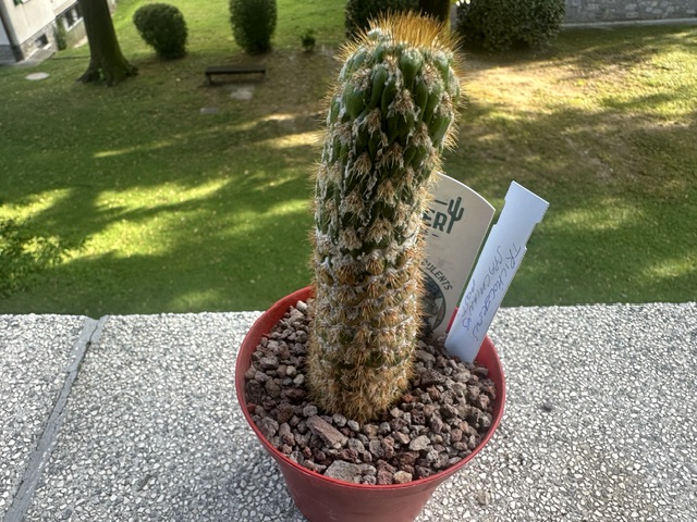 Trichocereus spachianus f. mostruosa 