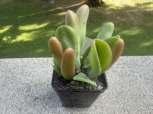 Kalanchoe oricola 