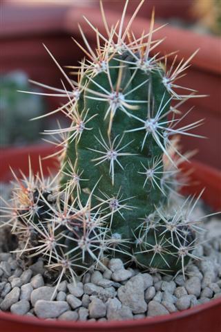 Echinocereus maritimus 