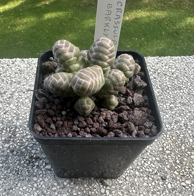 Crassula barklyi 