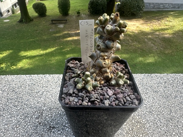 Tylecodon hirtifolius 