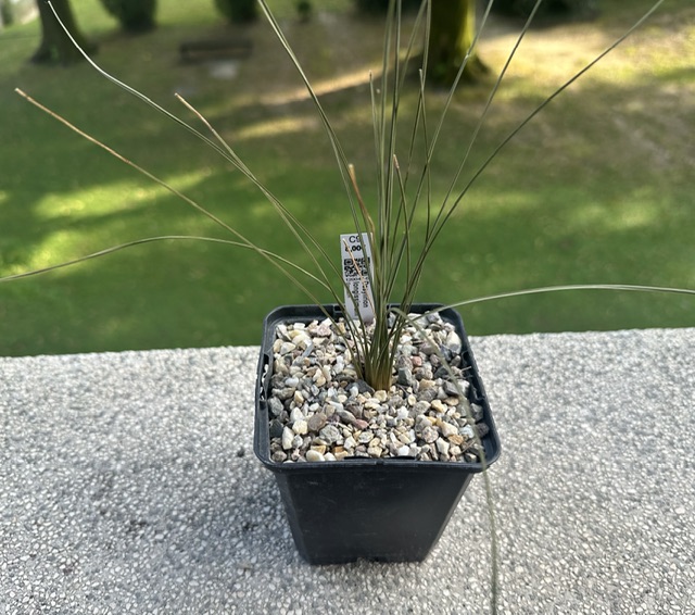 Dasylirion longissimum 