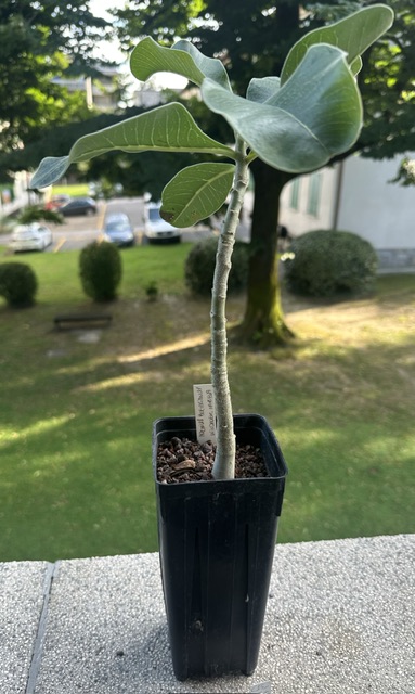Adenium boehmianum 
