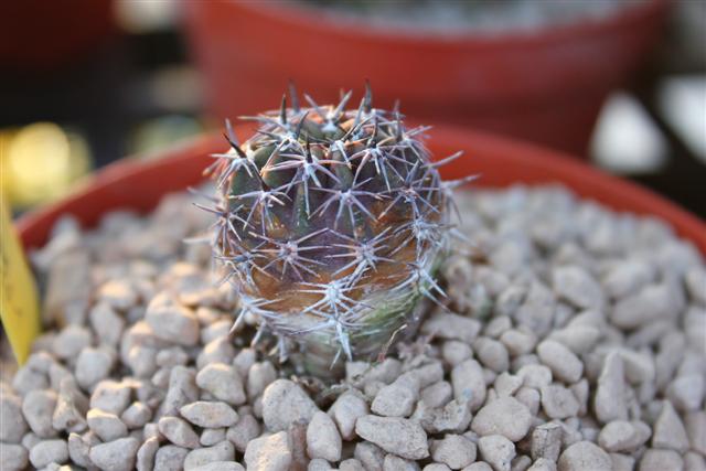 lobivia chrysantha v. hypocyrta