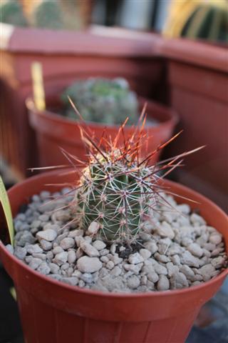 Echinocereus engelmannii v. chrysocentrus 