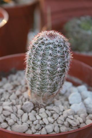 Echinocereus  bristolii 