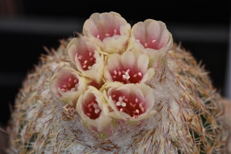 Epithelantha dickisoniae 