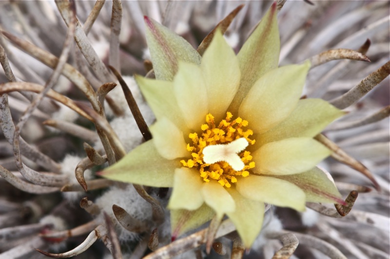 Turbinicarpus flaviflorus 