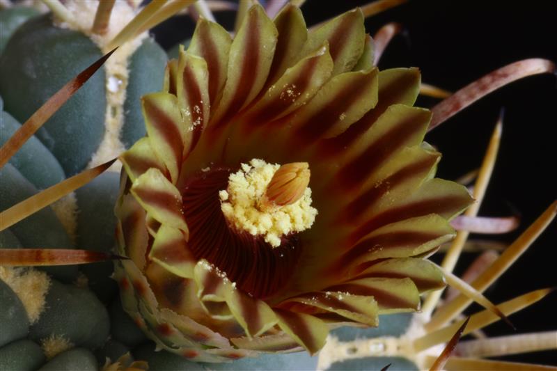 Glandulicactus uncinatus 