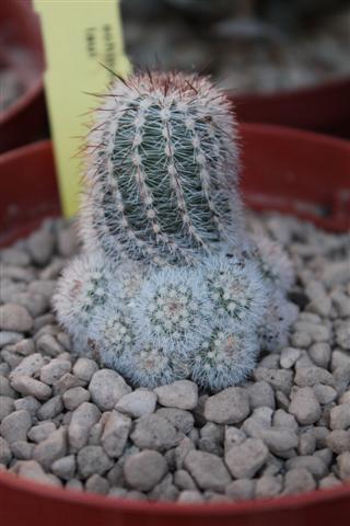 Echinocereus laui 