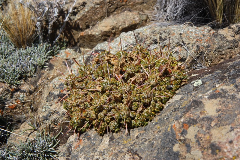 Maihuenia patagonica 