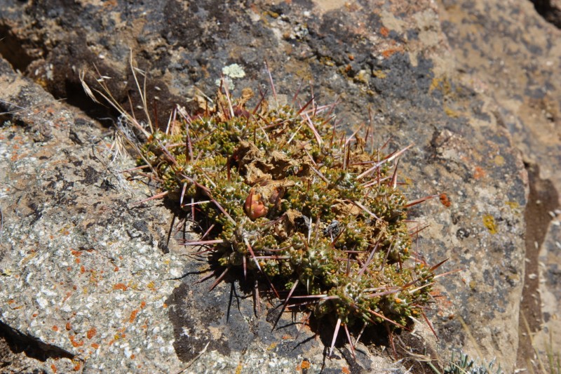 Maihuenia patagonica 