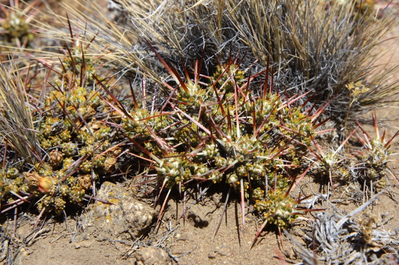 Maihuenia patagonica 