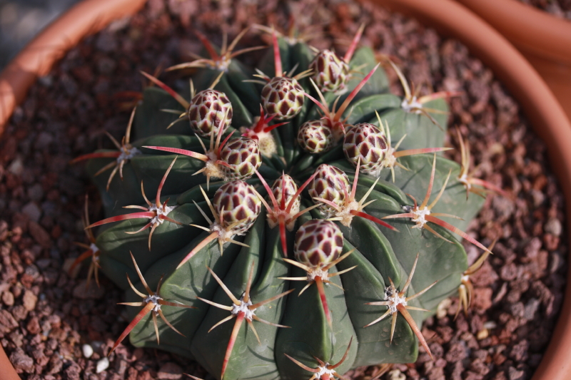 Ferocactus macrodiscus 