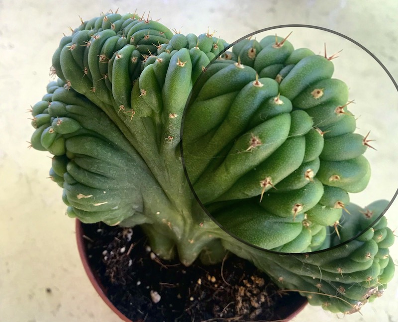 Cereus peruvianus 