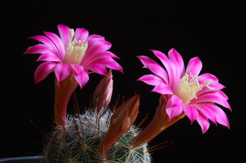 Mammillaria longiflora SB 494