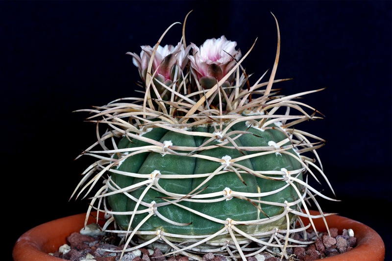 Gymnocalycium cardenasianum 