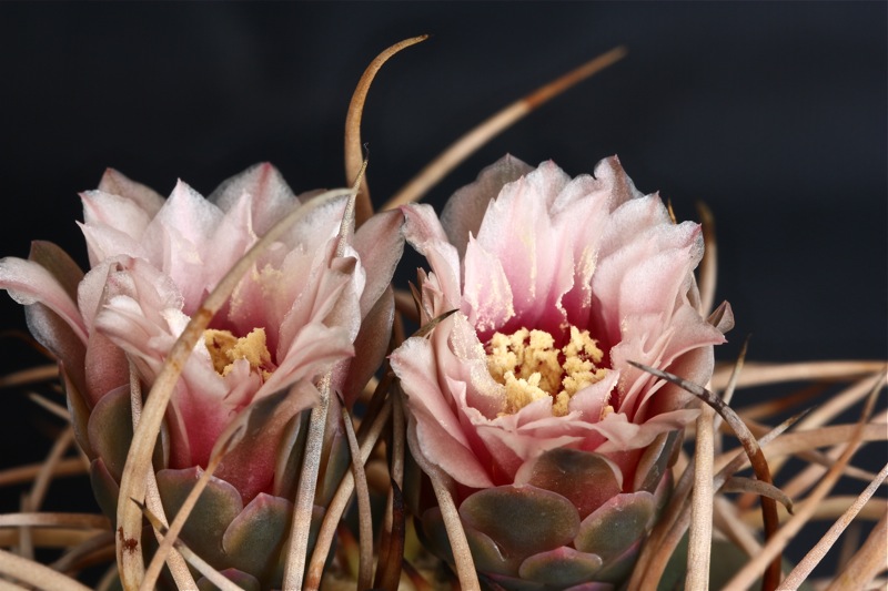 Gymnocalycium cardenasianum 