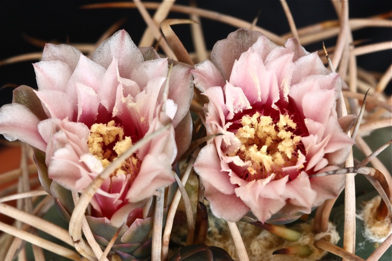 Gymnocalycium cardenasianum 