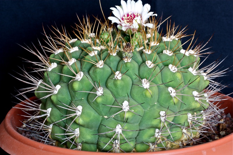 Gymnocalycium pflanzii 