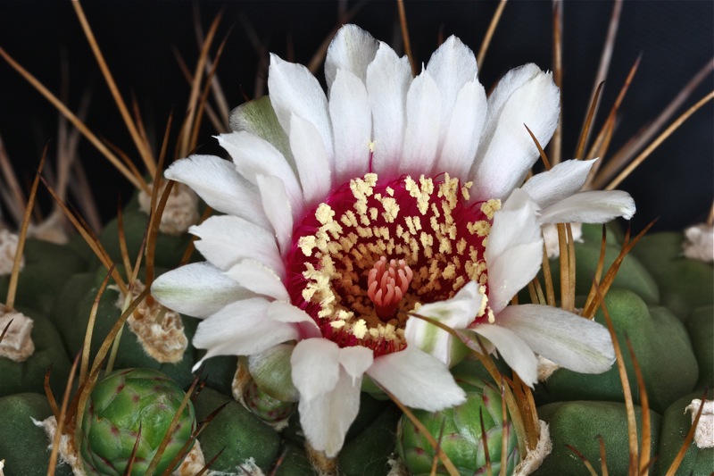 Gymnocalycium pflanzii 