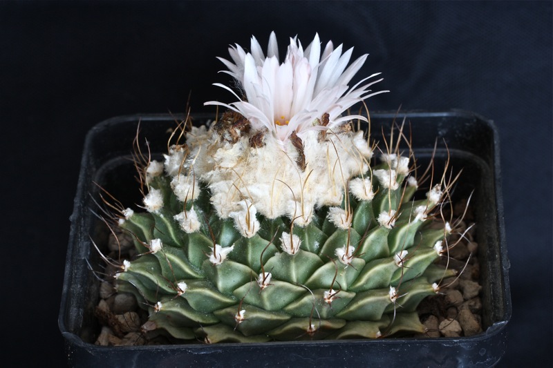 Obregonia denegrii 