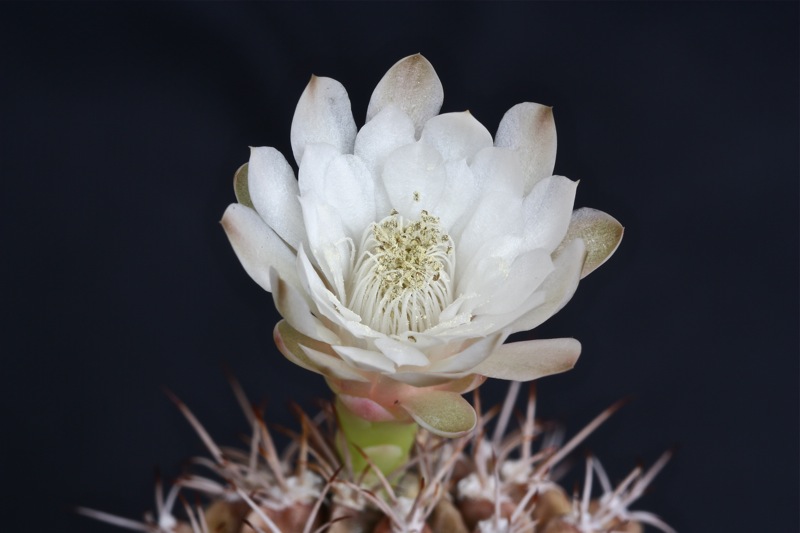 Gymnocalycium damsii 