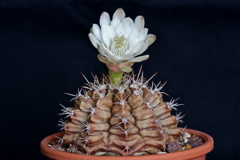 Gymnocalycium damsii 