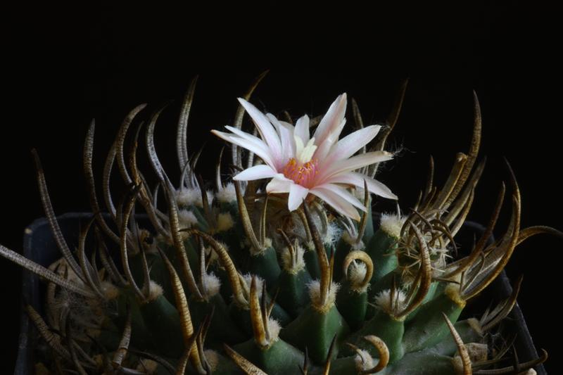 Turbinicarpus schmiedickeanus 