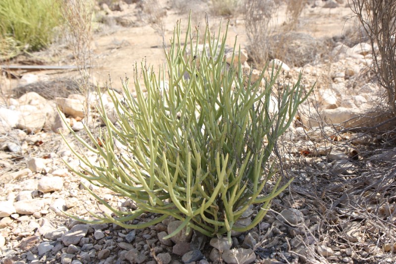 euphorbia larica