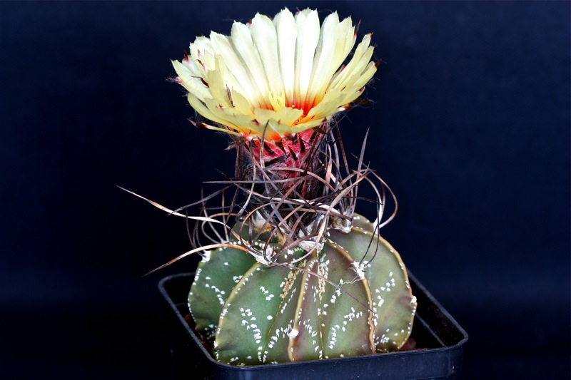 Astrophytum capricorne 