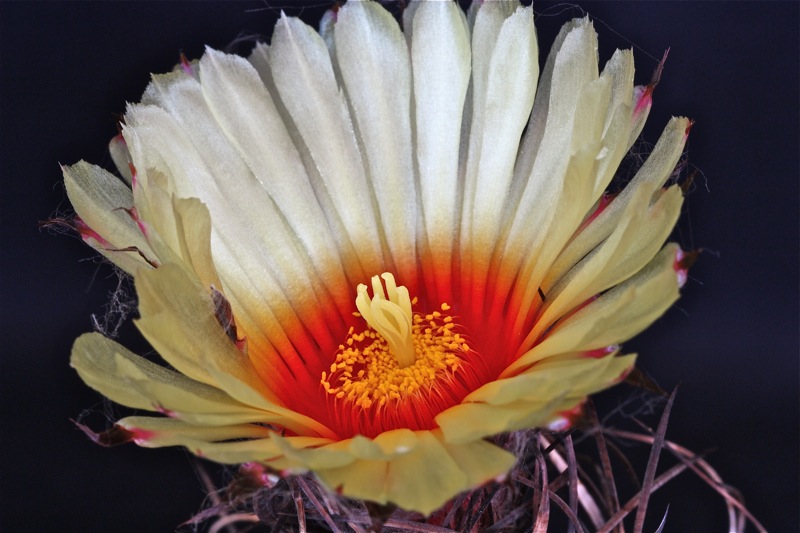 Astrophytum capricorne 