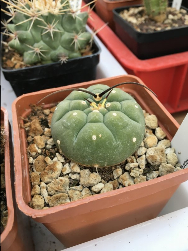 Matucana madisoniorum 