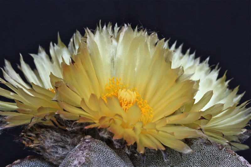 Astrophytum myriostigma 