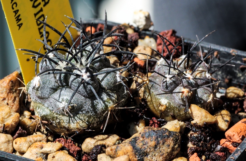 Copiapoa griseoviolacea JN 812