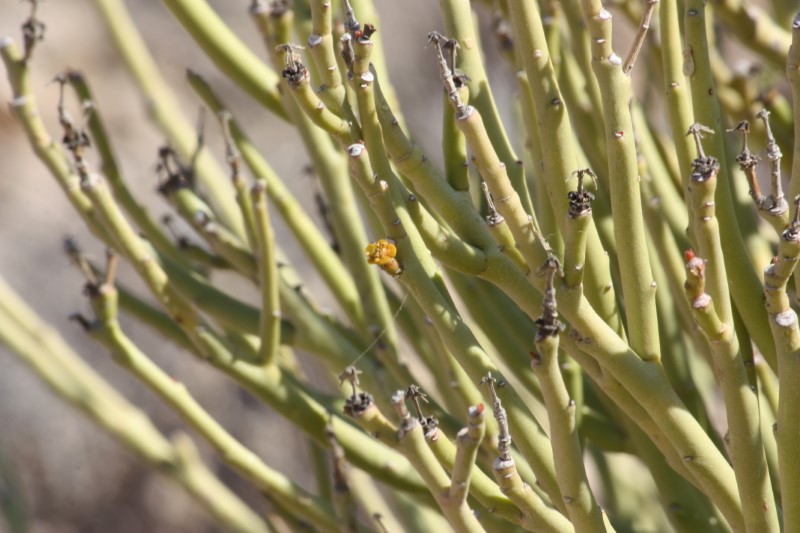 Euphorbia larica 