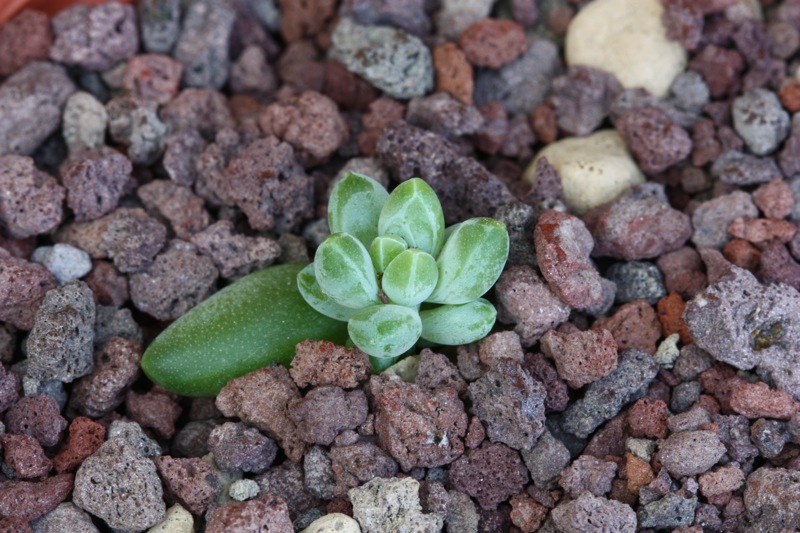 Pachyphytum compactum 