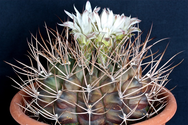 Gymnocalycium pungens 